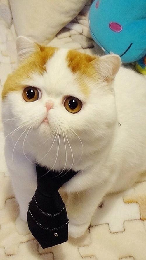 晒浴霸、穿毛衣……动物园怕冷动物过冬有