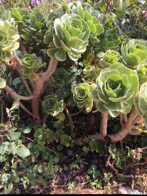 ÒßÇé½ô ÃÀº½¿Õ³öÐÐÈËÊý´´ÐÂ¸ß º«¹ú´ßÈÈ