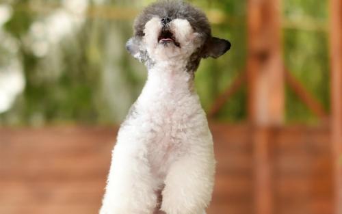 Õŵ½:Ê®¶þ½ìÈ«¹úÈË´ó´ú±íºÜ½Ó