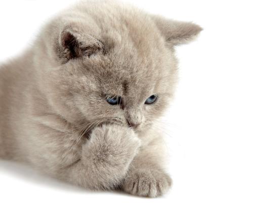 ŦԼײÈË˾»ú±»¿Ø¶þ¼¶Ä±É± ϵÃÀ¹úº£¾üÀϱø