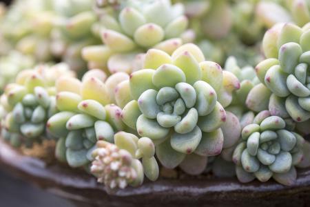 վƻش羳Ĳ 永ʽ4.4