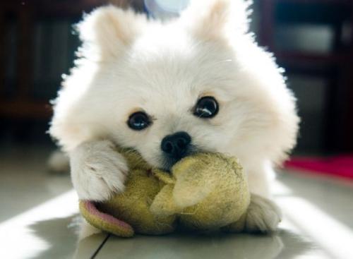 验瓜师成网红!日敲西瓜3000个 精准辨别甜度厚度