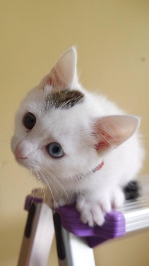 Î岿ÃÅ£ººÏ¹æÔÙÉú¸ÖÌúÔÁÏ2021ÄêÆð¿É×ÔÓɽø¿Ú