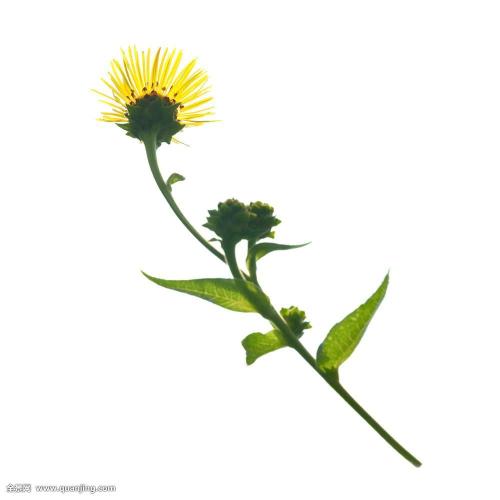 ƺӷⶳٶȼӿ쳤ȴﵽ631.3 ǧ׷