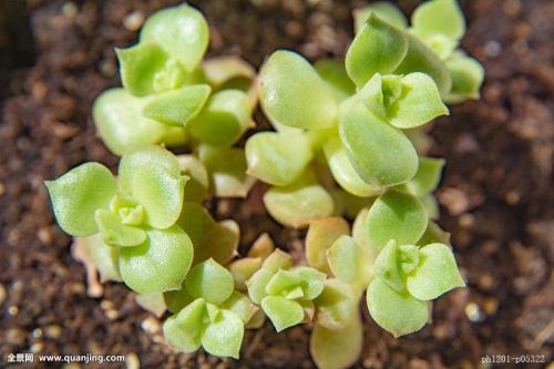 Ó¡°Á½½Ú¡±±£¹©Ó¦ ÉÌÎñ²¿½«ÊÊʱͶ·ÅÖÐÑë´¢±¸Èâ